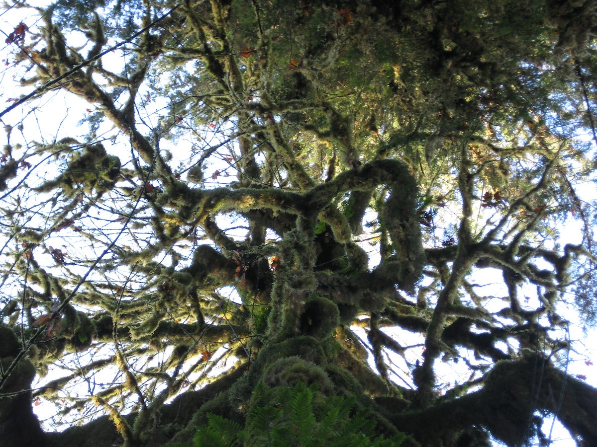 2008 November Hoh Rainforest looking up