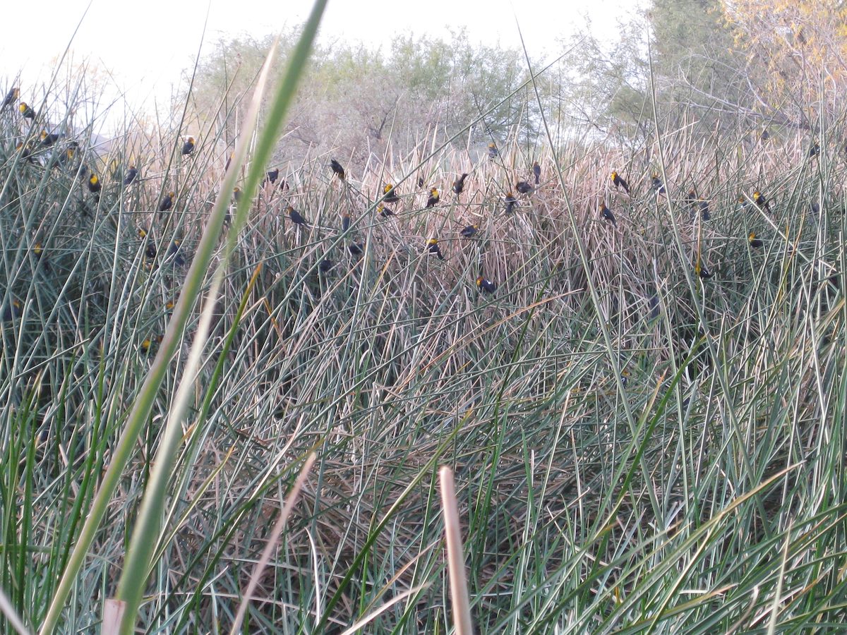 2009 January Yellow Headed Blackbirds