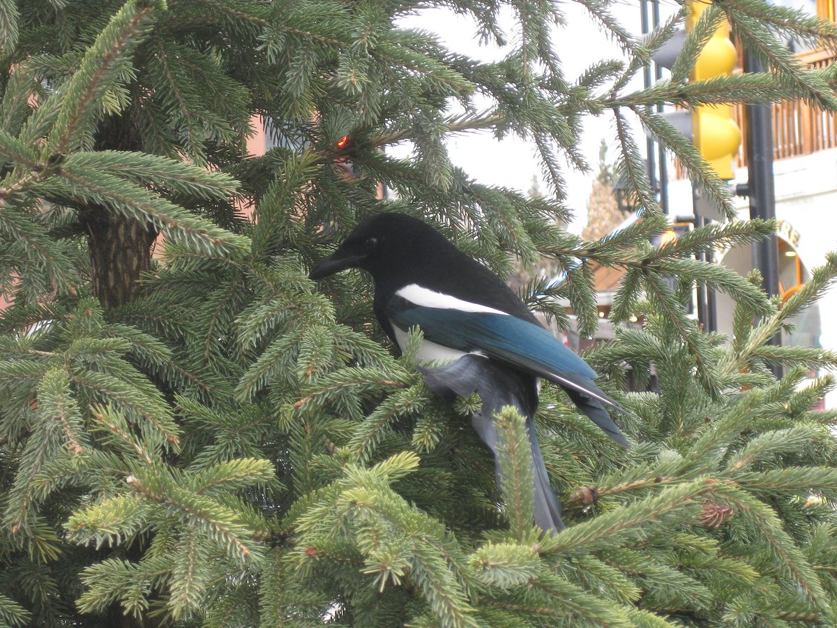 2009 November Magpie in Banff