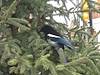 2009 November Magpie in Banff