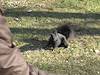 2009 November Prince's Island Eastern Grey Squirrel Black Morph