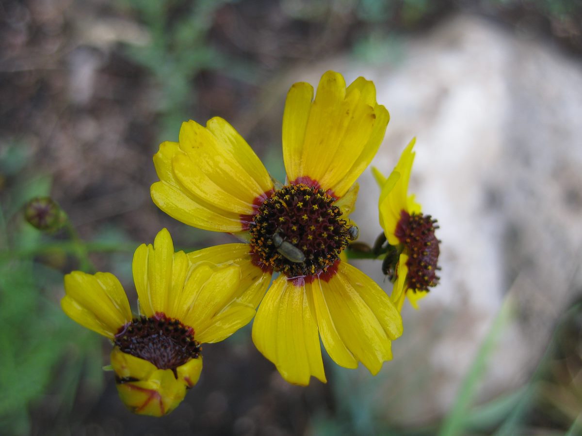 2010 July Yellow Flowers