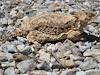 2010 June Horned Lizard