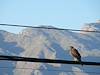 2010 May Harris's Hawk 2