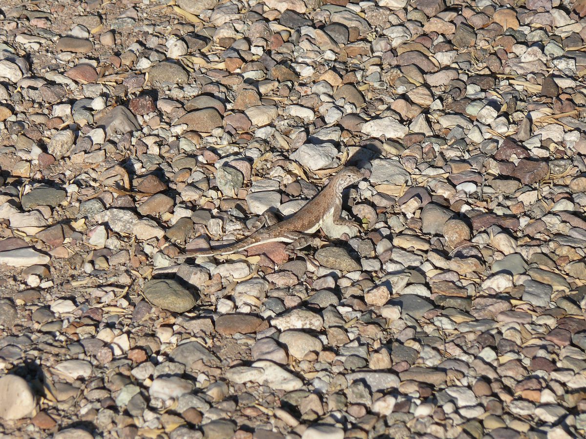 2010 May Zebra-Tailed Lizard