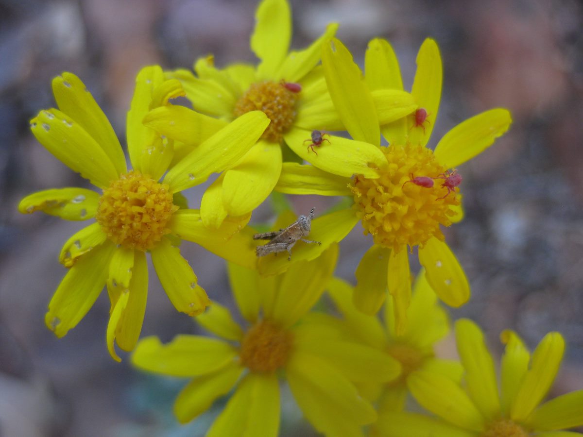 2011 April Barnhardt Bugs on Flowers