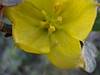 2011 April Barnhardt Spider on Flower