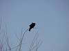 2011 May Red Winged Blackbird in the Wind