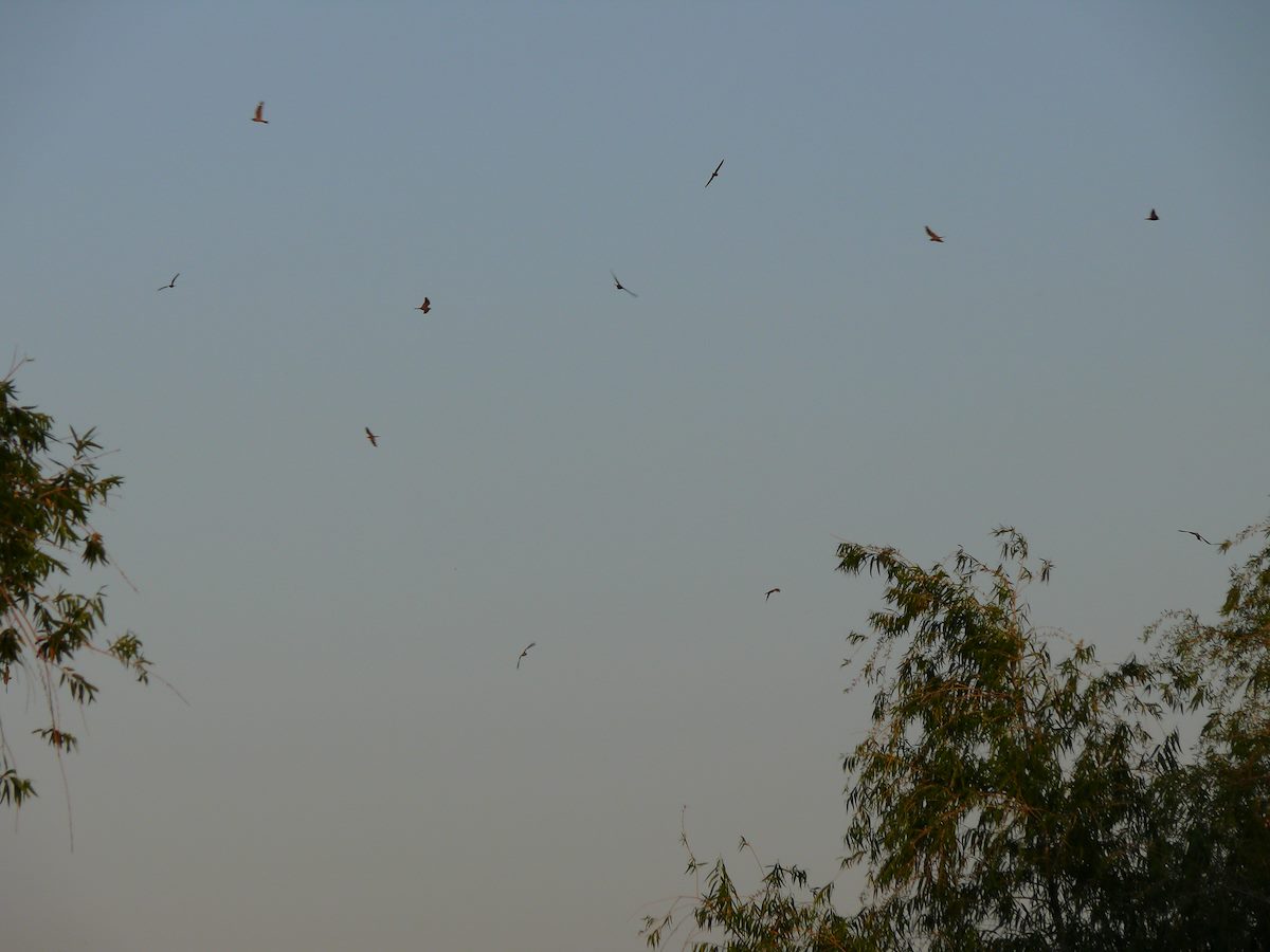 2011 May Sunset Night Hawks over Sweetwater