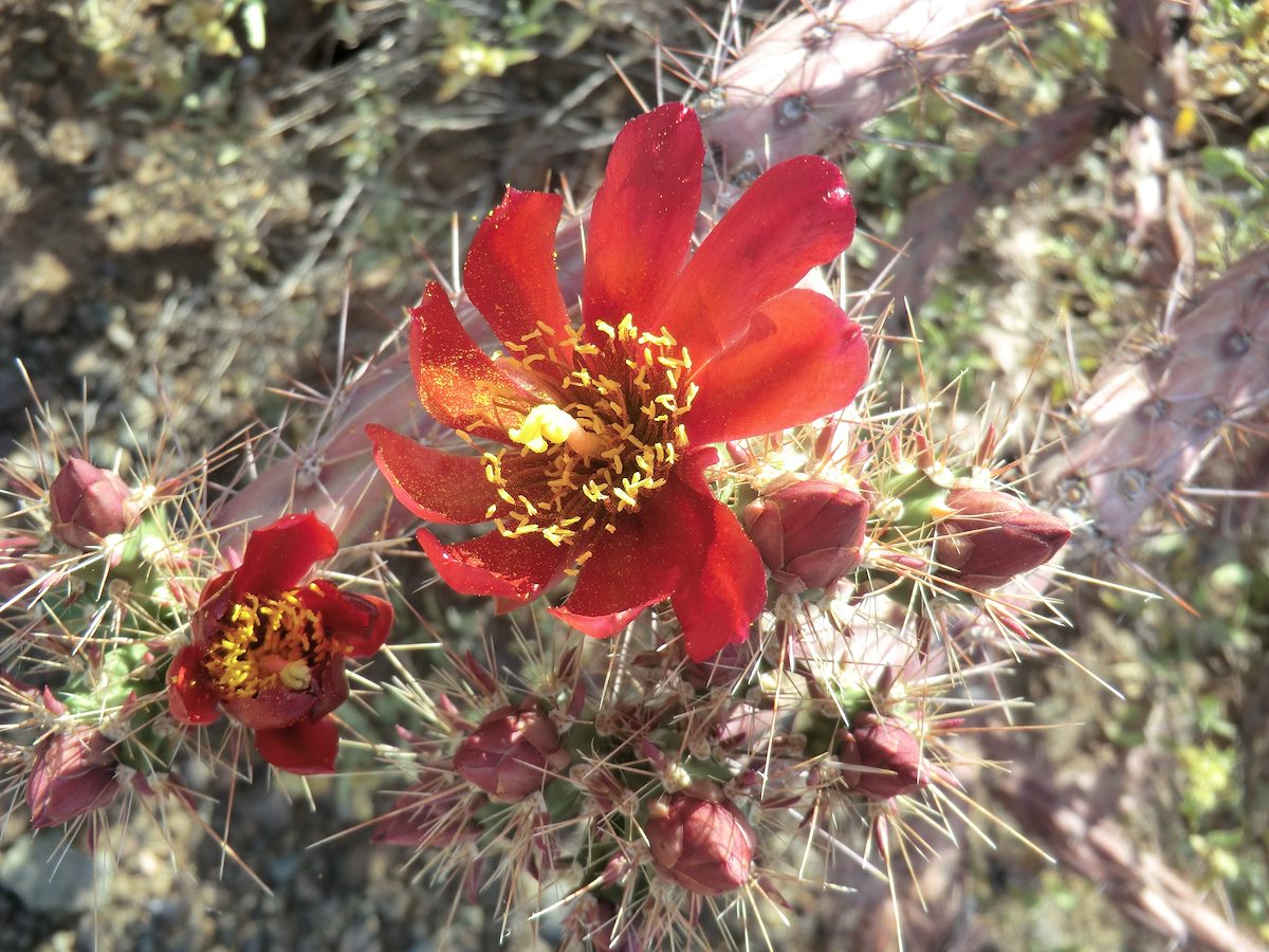 2012 April Cholla Flower