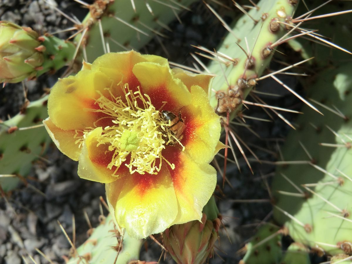 2012 April Prickly Pear Flower and Bee