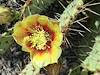 2012 April Prickly Pear Flower and Bee