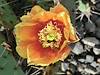 2012 April Prickly Pear Flower and Red Trichodes Ornatus