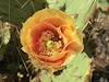 2012 April Prickly Pear Flower and Yellow Trichodes Ornatus