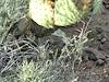 2012 April Rattlesnake Coiled under a Prickly Pear