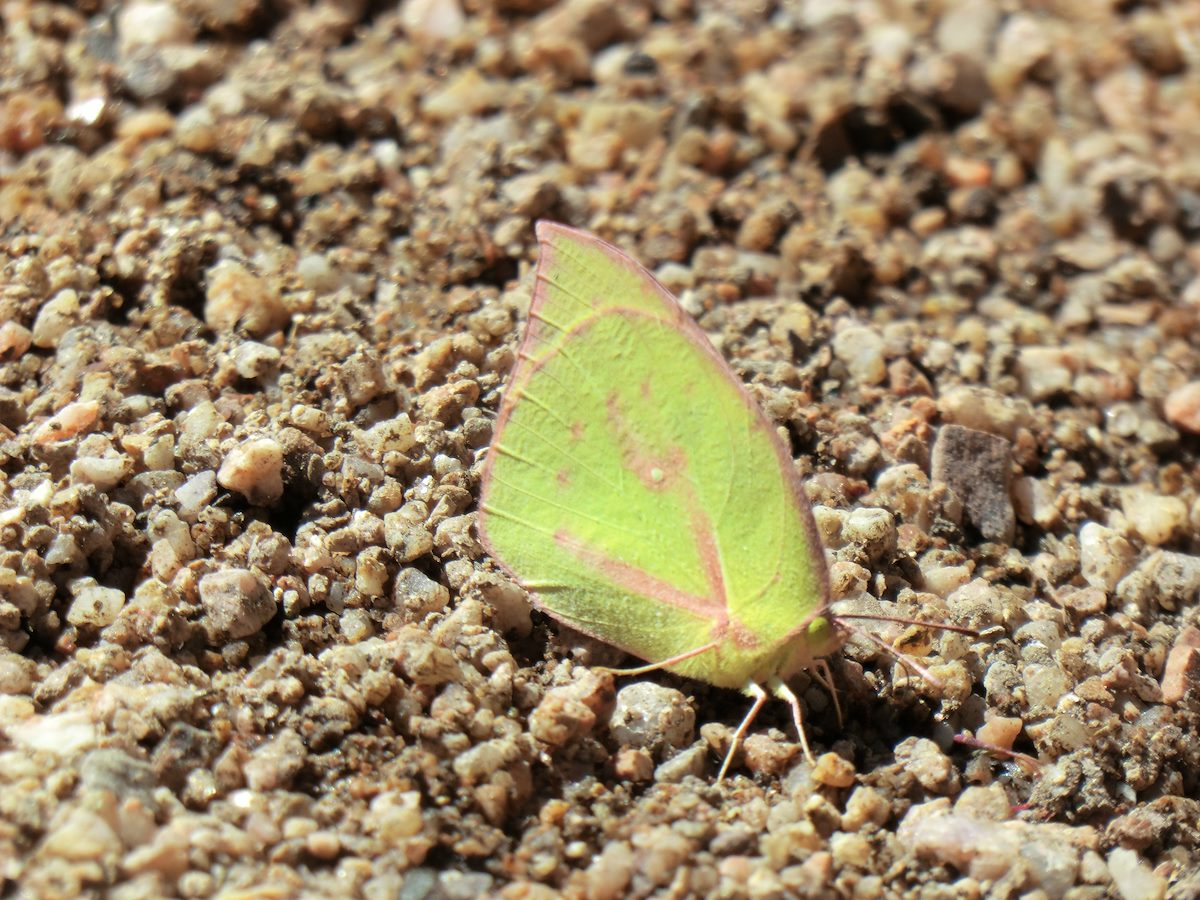 2012 December Colorful Moth