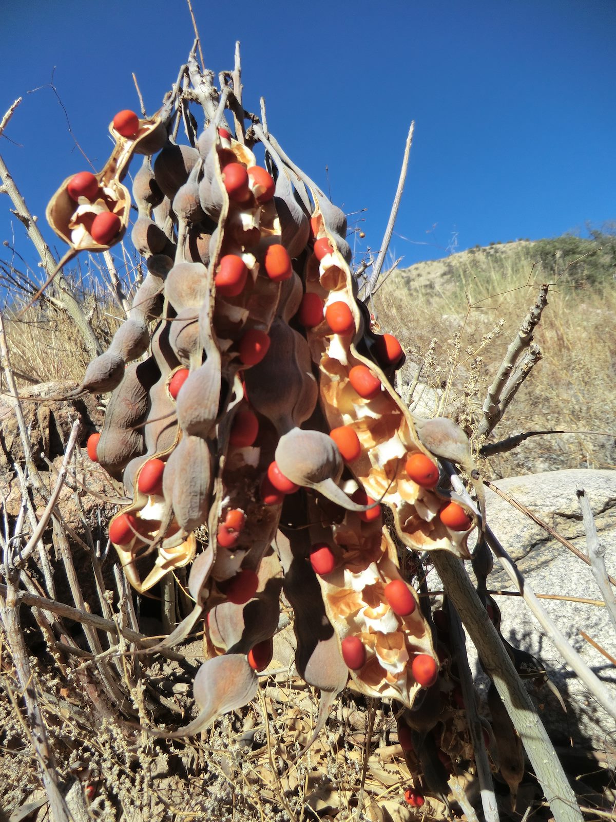 2012 December Coral Beans