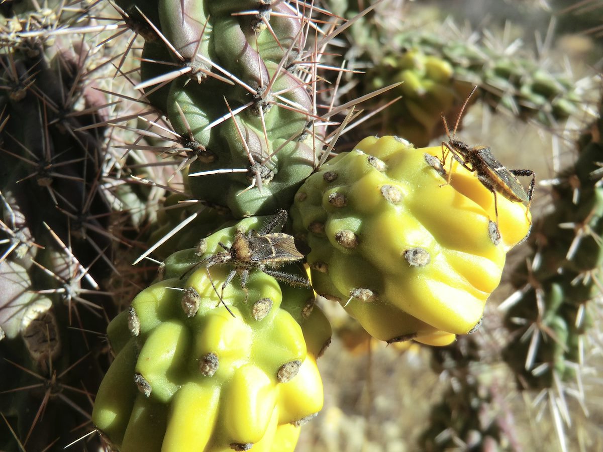 2012 December Insects on Cholla