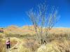 2012 December Large Ocotillo