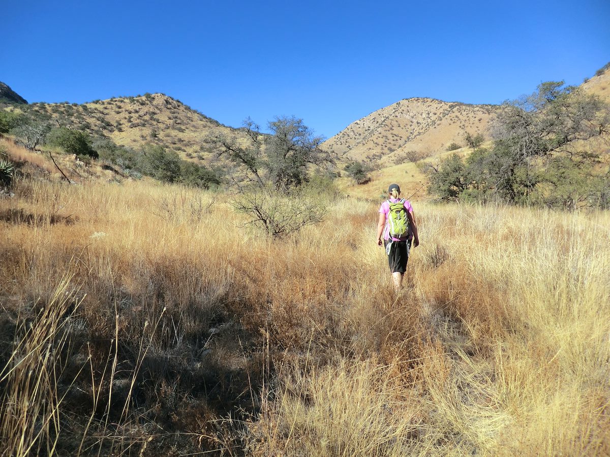 2012 December Overgrown Cottonwood Saddle Trail