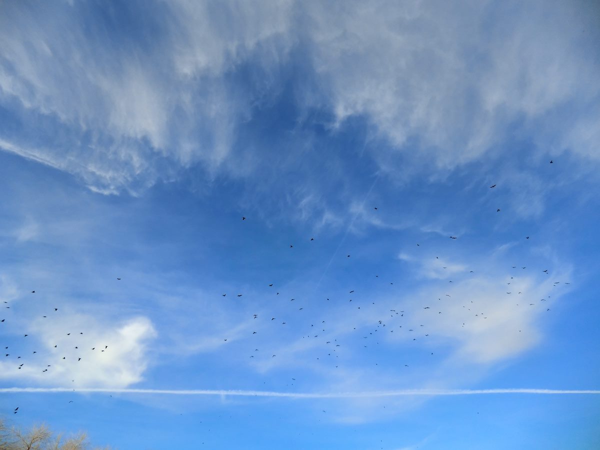 2012 February Birds over the Sweetwater Wetlands