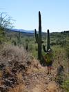 2012 January Arizona Trail in the Colossal Cave Area (Rincon Valley)