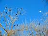 2012 March Blackbirds and Moon