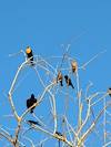 2012 March Blackbirds at Sweetwater Wetlands