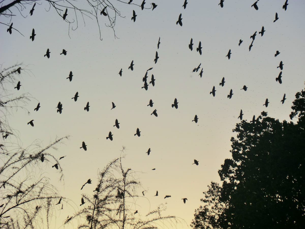 2012 March Blackbirds in the Sunset