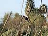 2012 March Red-winged Blackbird