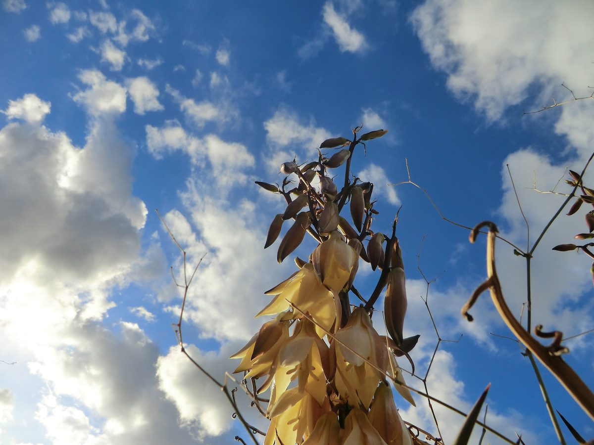 2012 March Yucca and Sky