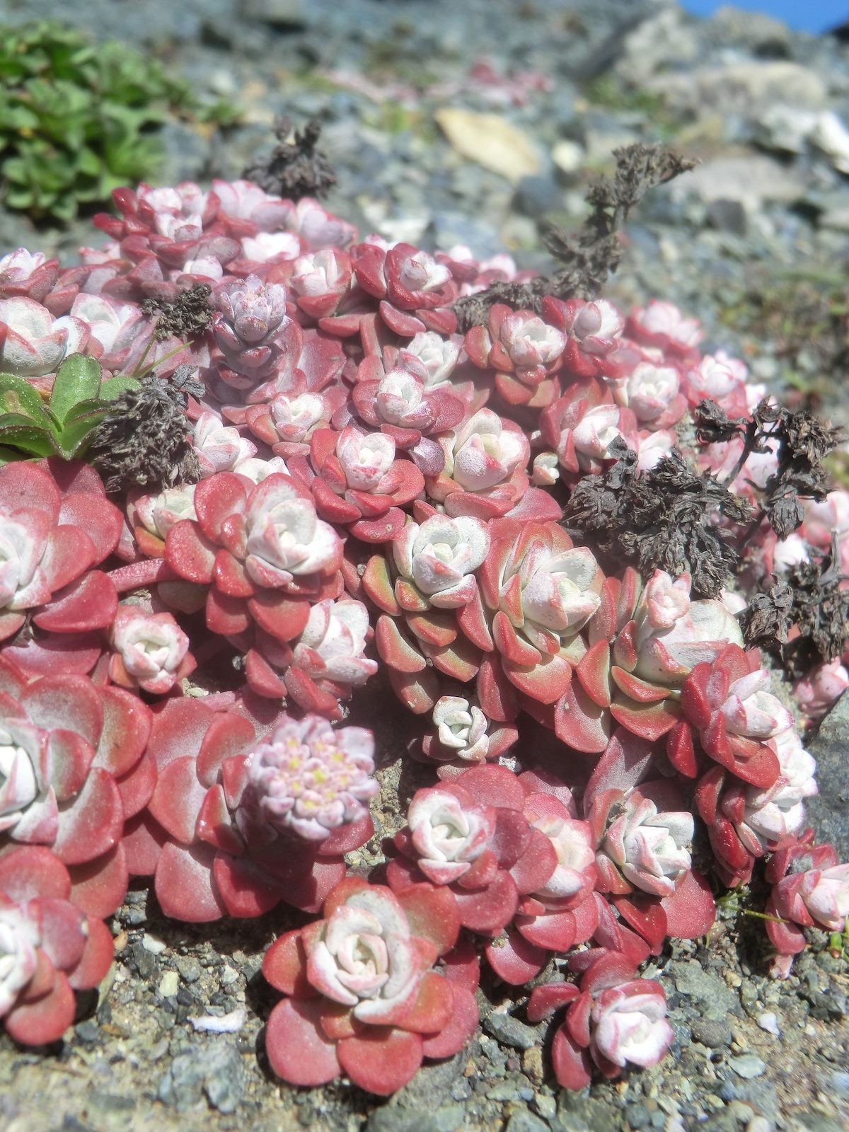 2012 May Cliffside flowers