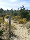 2012 May Dune Trail Markers