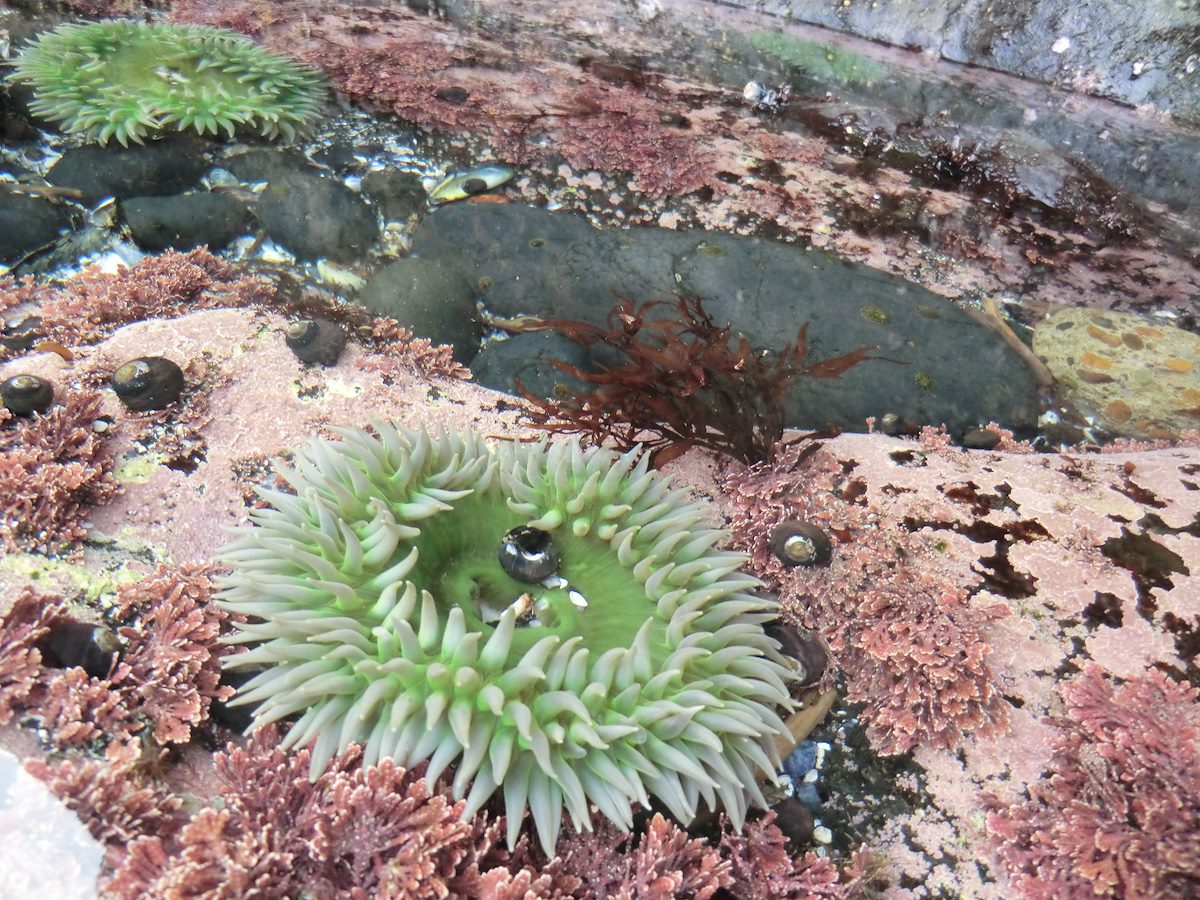 2012 May Giant Sea Anemone