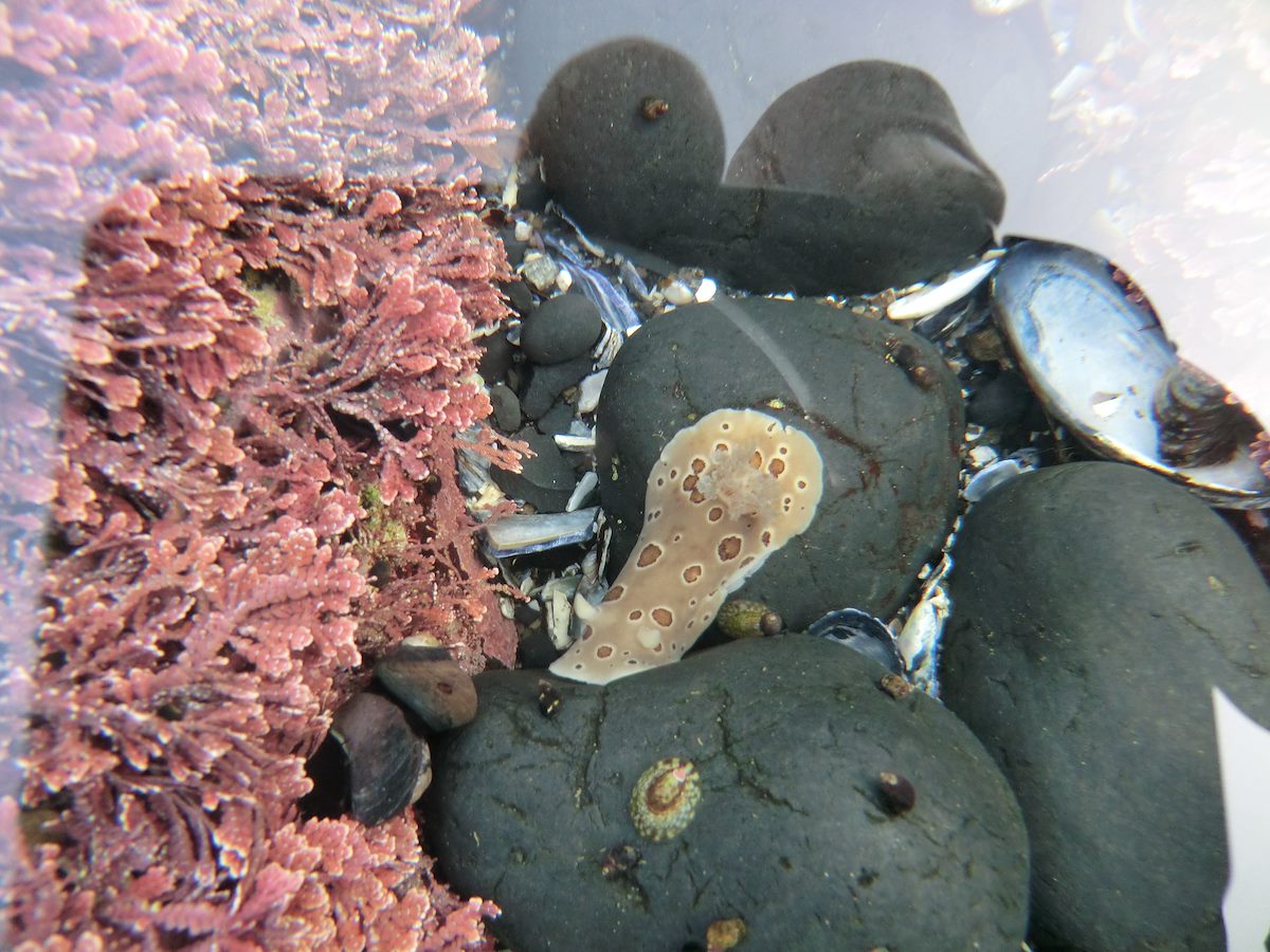 2012 May Leopard Nudibranch