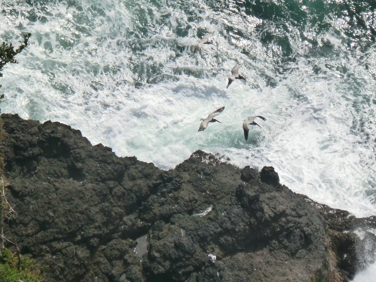 2012 May Pelicans