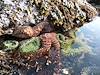 2012 May Sea Star at Yaquina Head