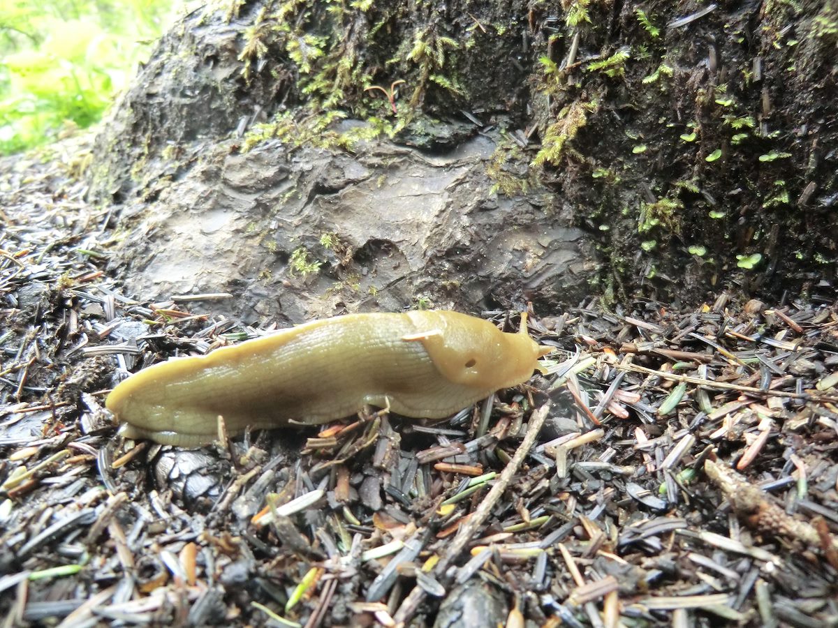 2012 May Slug