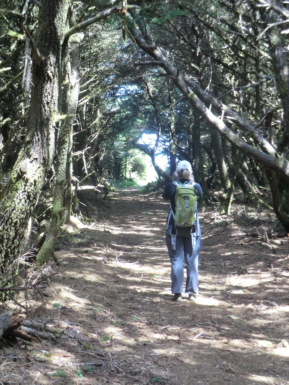 2012 May Tree tunnel opening onto the bluffs