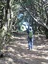 2012 May Tree tunnel opening onto the bluffs