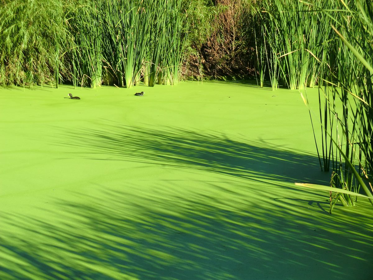 2012 October Coots in the Duckweed