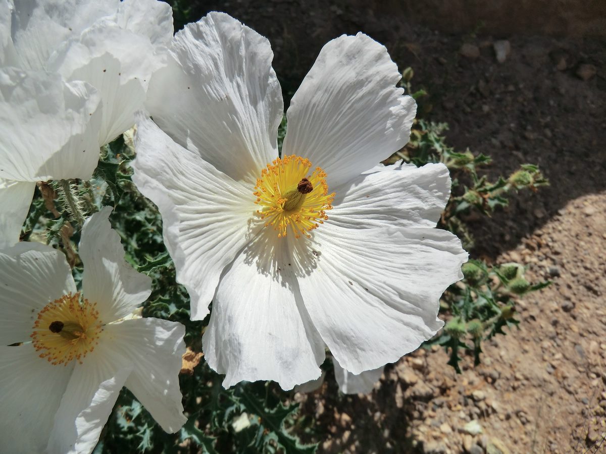 2012 September Flower along the Greenway - Pricklepoppy