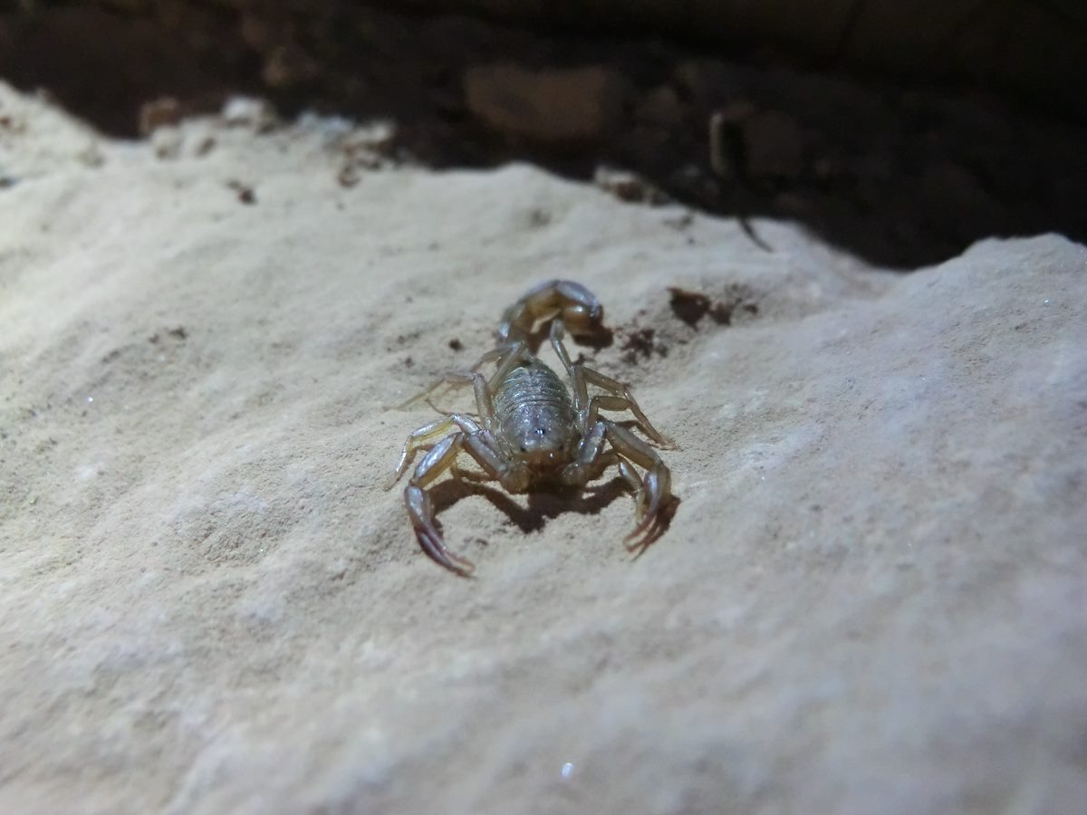 2012 September Scorpion on the South Kaibab Trail