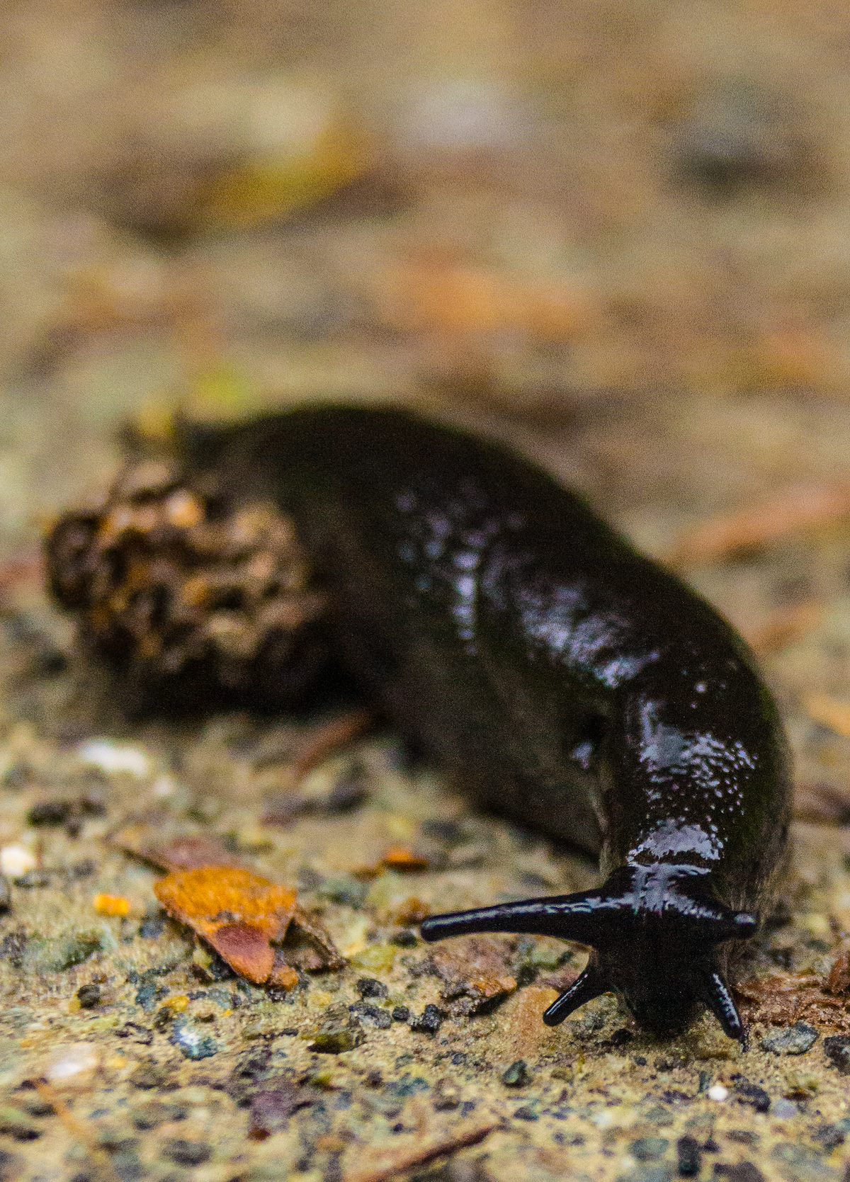 2013 April Black Slug Head