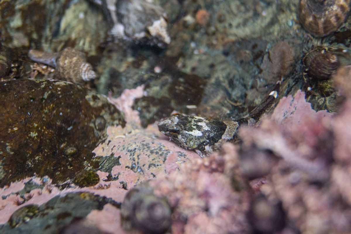 2013 April Fish in a Tidepool