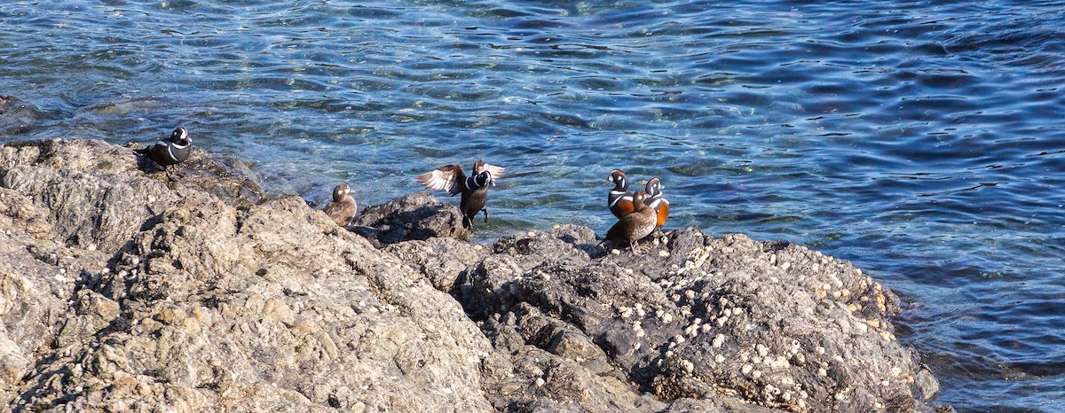 2013 April Harlequin Ducks