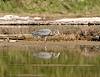 2013 April Heron Hunting in Perego's Lake