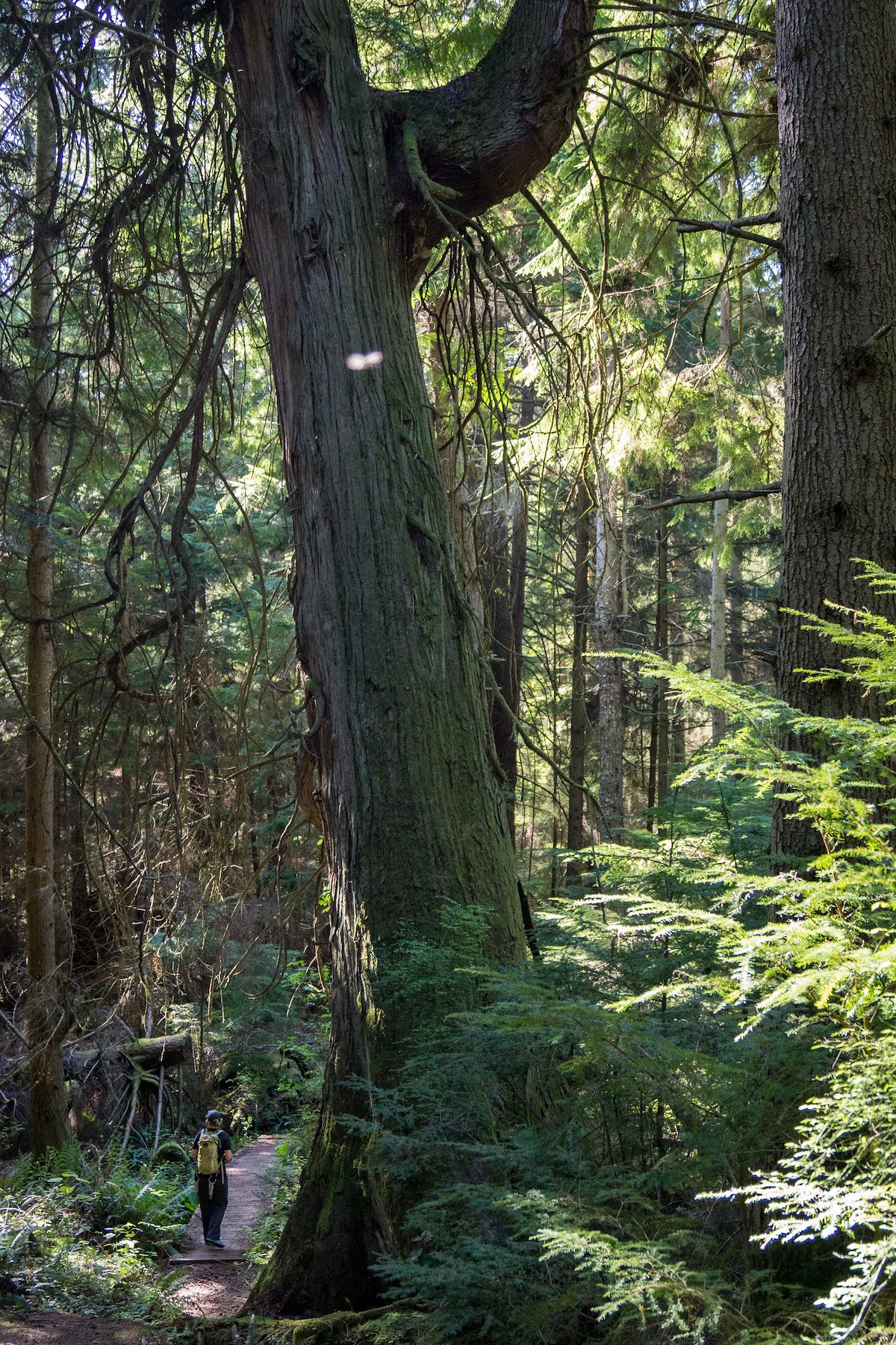 2013 April Old Growth along the Wilber Trail