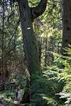 2013 April Old Growth along the Wilber Trail