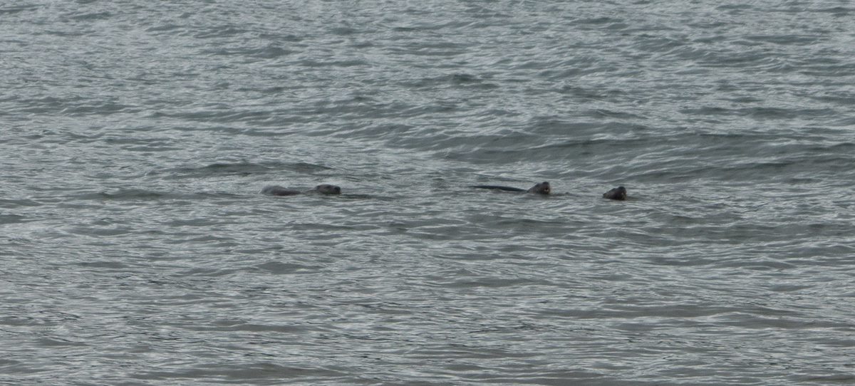 2013 April Otters off Obstruction Pass